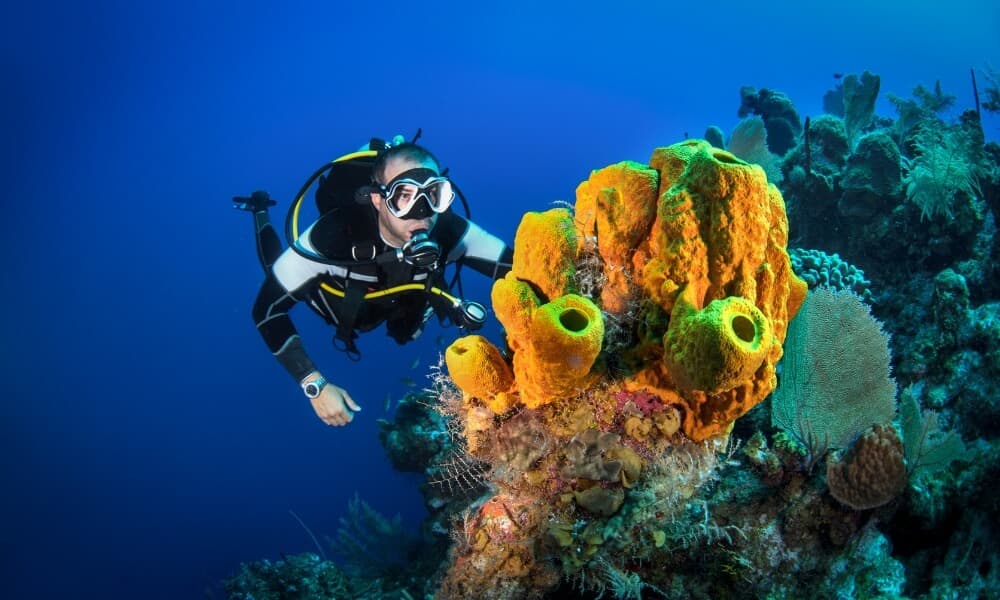 A diver hovering beside an orange sponge on a reef