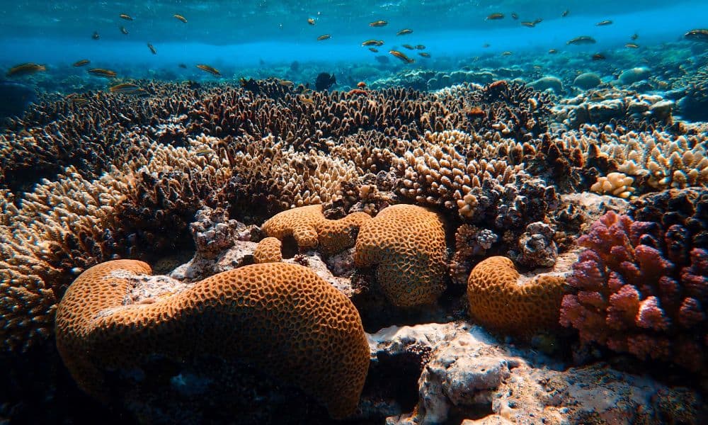 Shallow coral garden on the north dive sites