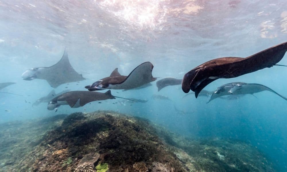 Manta rays on a cleaning station at Manta Point