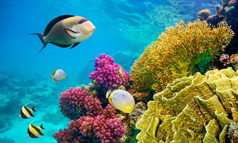Anemone City in the shallows