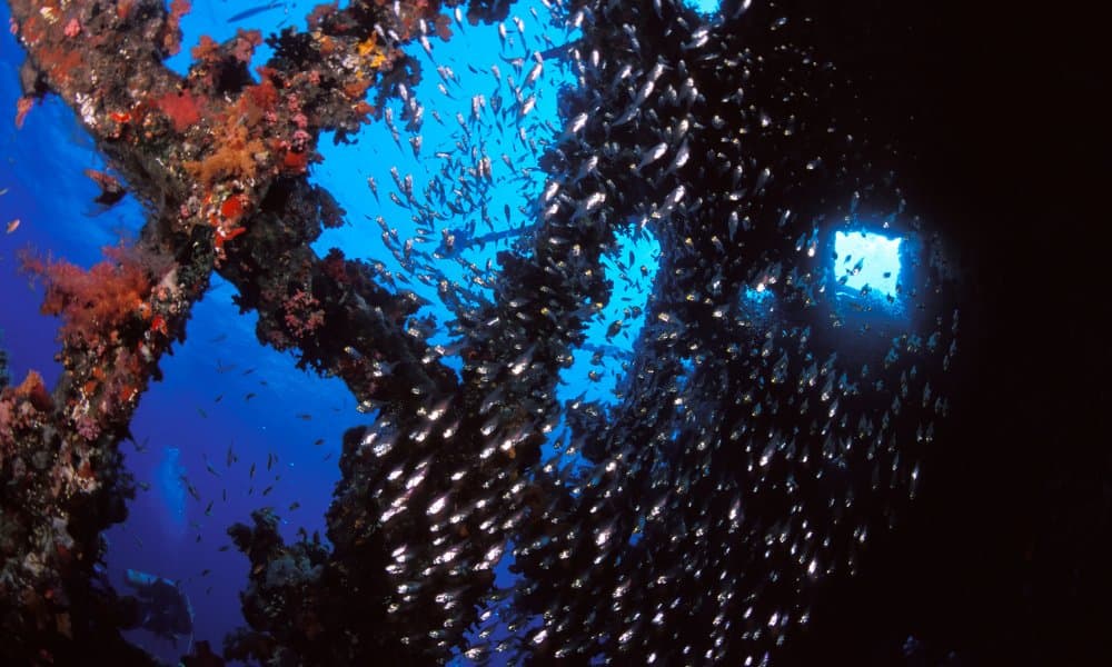 Glass fish on the Carnatic wreck