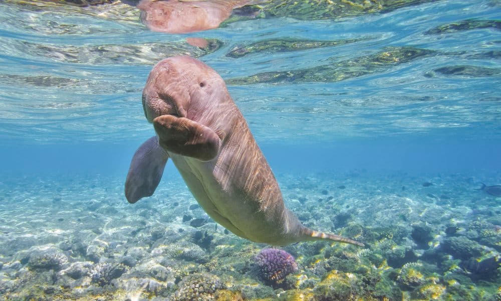 A dugong in Marsa Alam