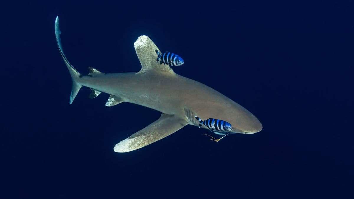 An oceanic whitetip shark with two striped pilot fish beside it, in deep blue open water