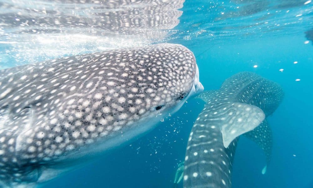 A whale shark feeding near the surface