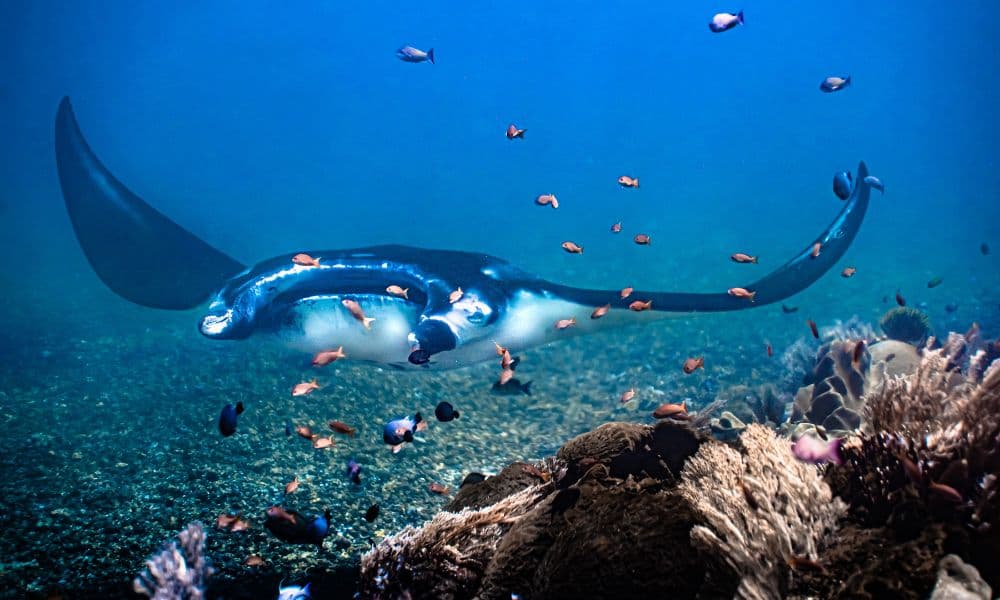 A manta ray coming onto a cleaning station