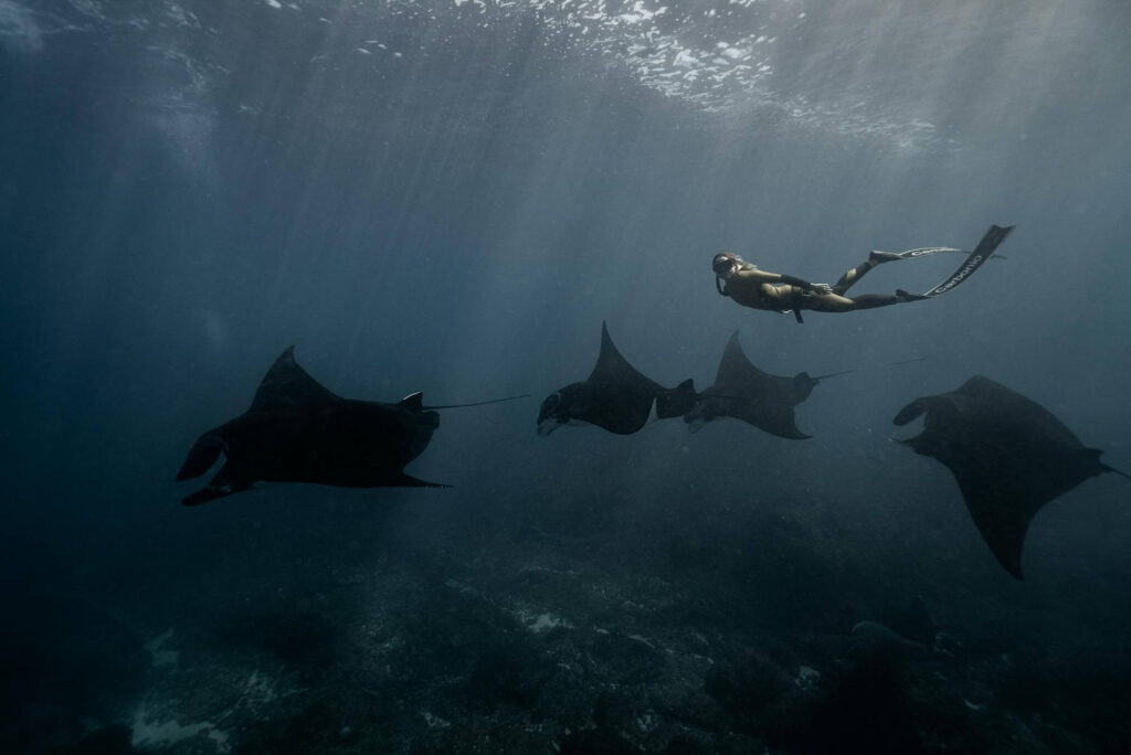 Top 5 Destinations for Manta Ray Encounters