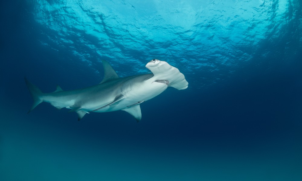 diving with hammerheads Banda Sea