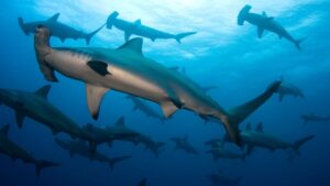 diving with hammerheads Banda Sea
