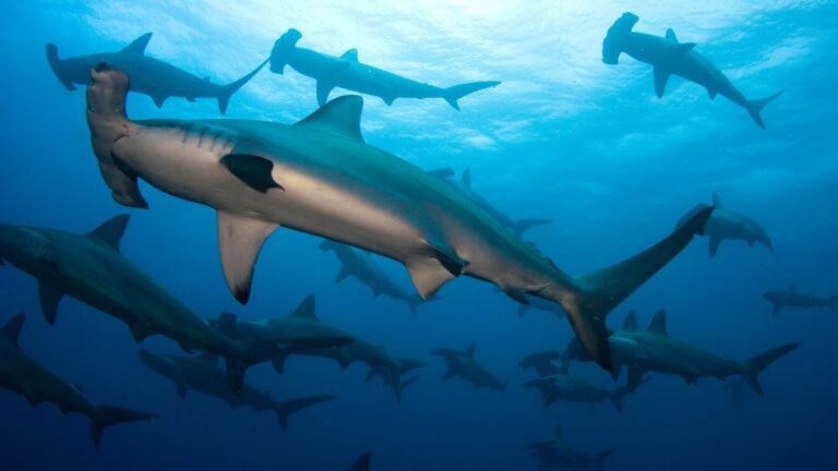 diving with hammerheads Banda Sea