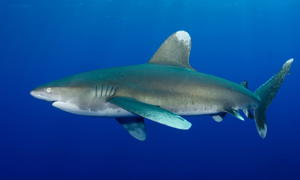 Red Sea liveaboard oceanic whitetip sighting