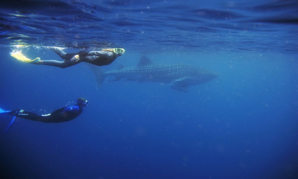 Snorkeling with Whale Shark South Ari Atoll
