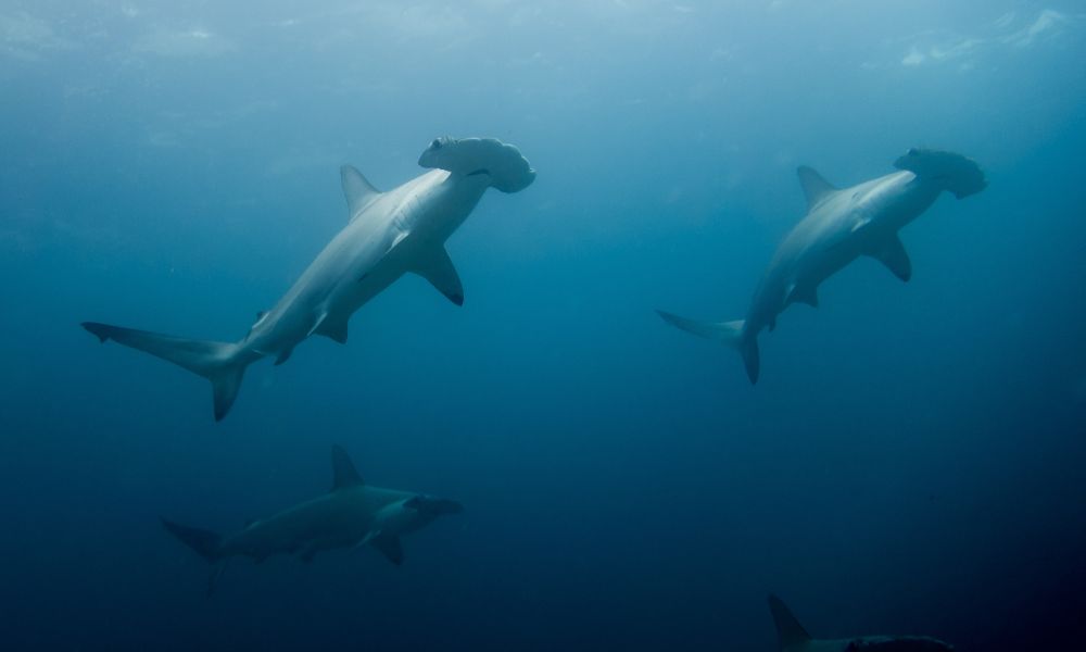 Hammerheads on Straits of Tiran
