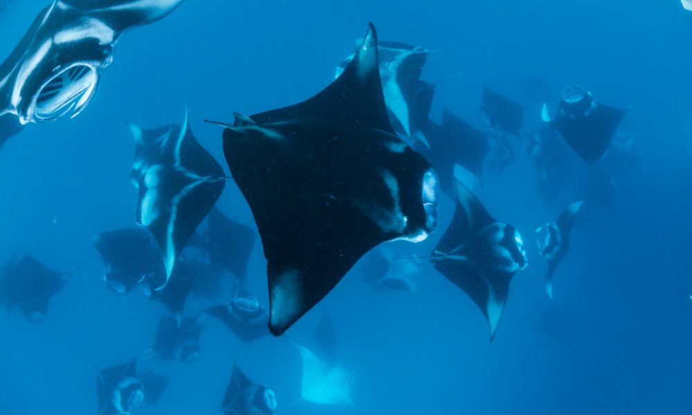 Hanifaru Bay Manta Rays