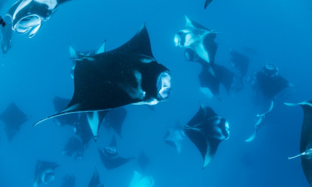 Manta Rays while diving Maldives