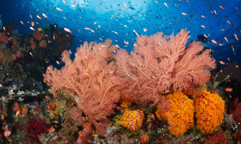 Raja Ampat Diving Season