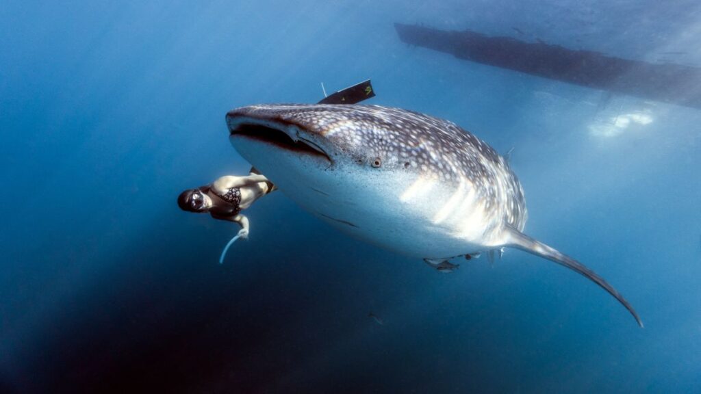 South Ari Atoll whaleshark diving jpg