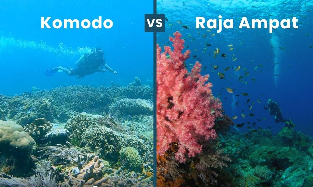 Raja Ampat VS Komodo