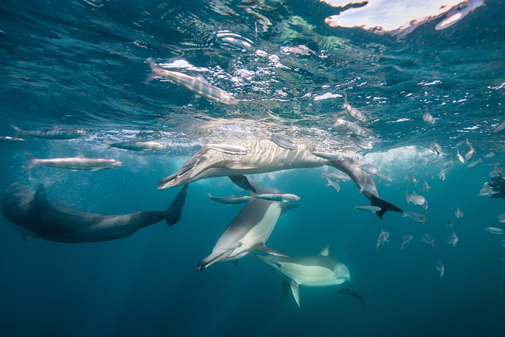 Sardinerun_transkei