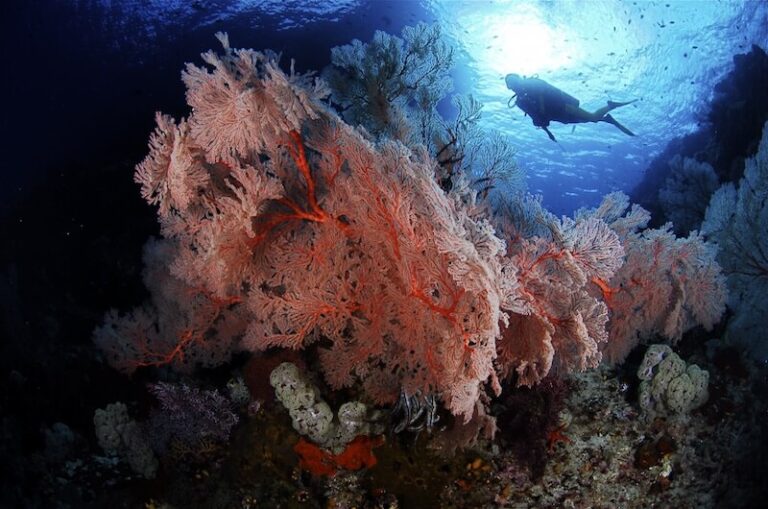 CALICO JACK DIVING