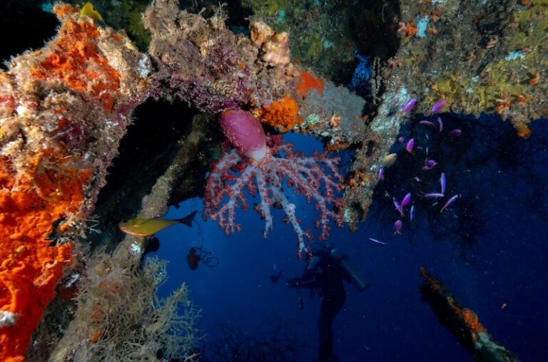 CALICO JACK SHIPWRECK