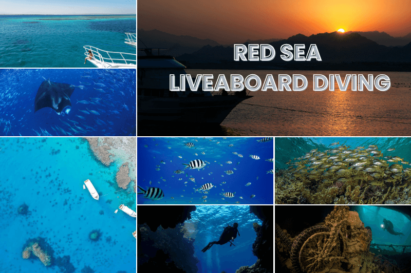 Diving in the Red Sea