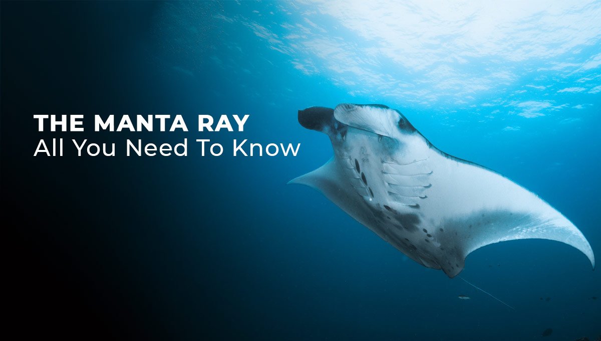 The Manta Ray - All You Need To Know