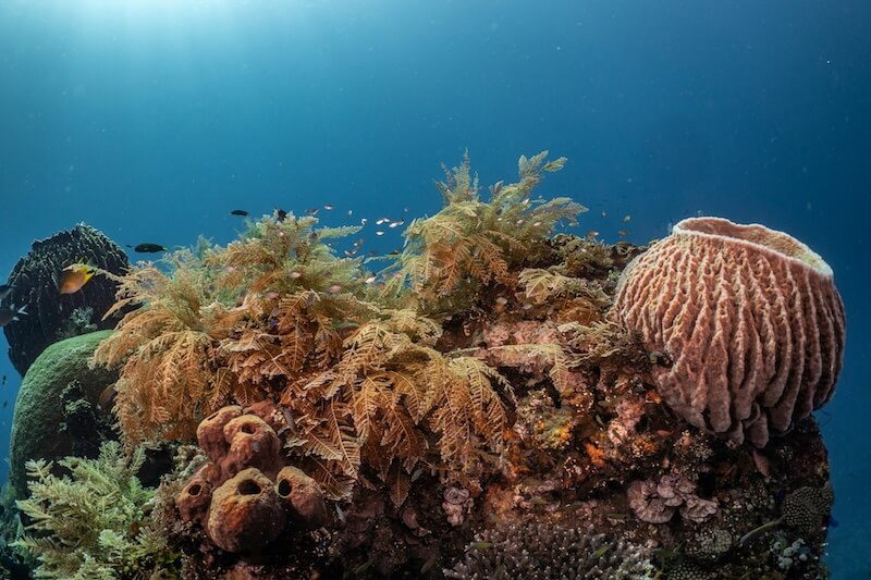 Diving in Madagascar