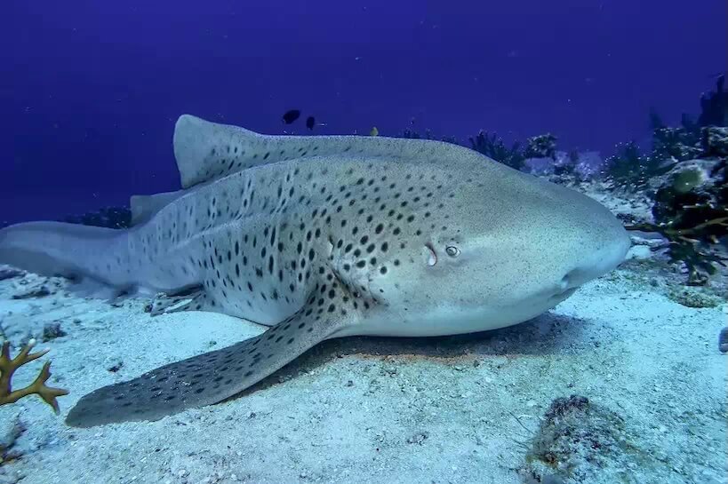 Diving in Madagascar